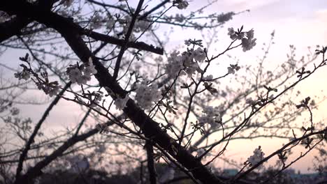 Cerca-De-Los-Cerezos-En-Flor-De-Sakura,-Siluetas-Contra-El-Cielo-Oscuro