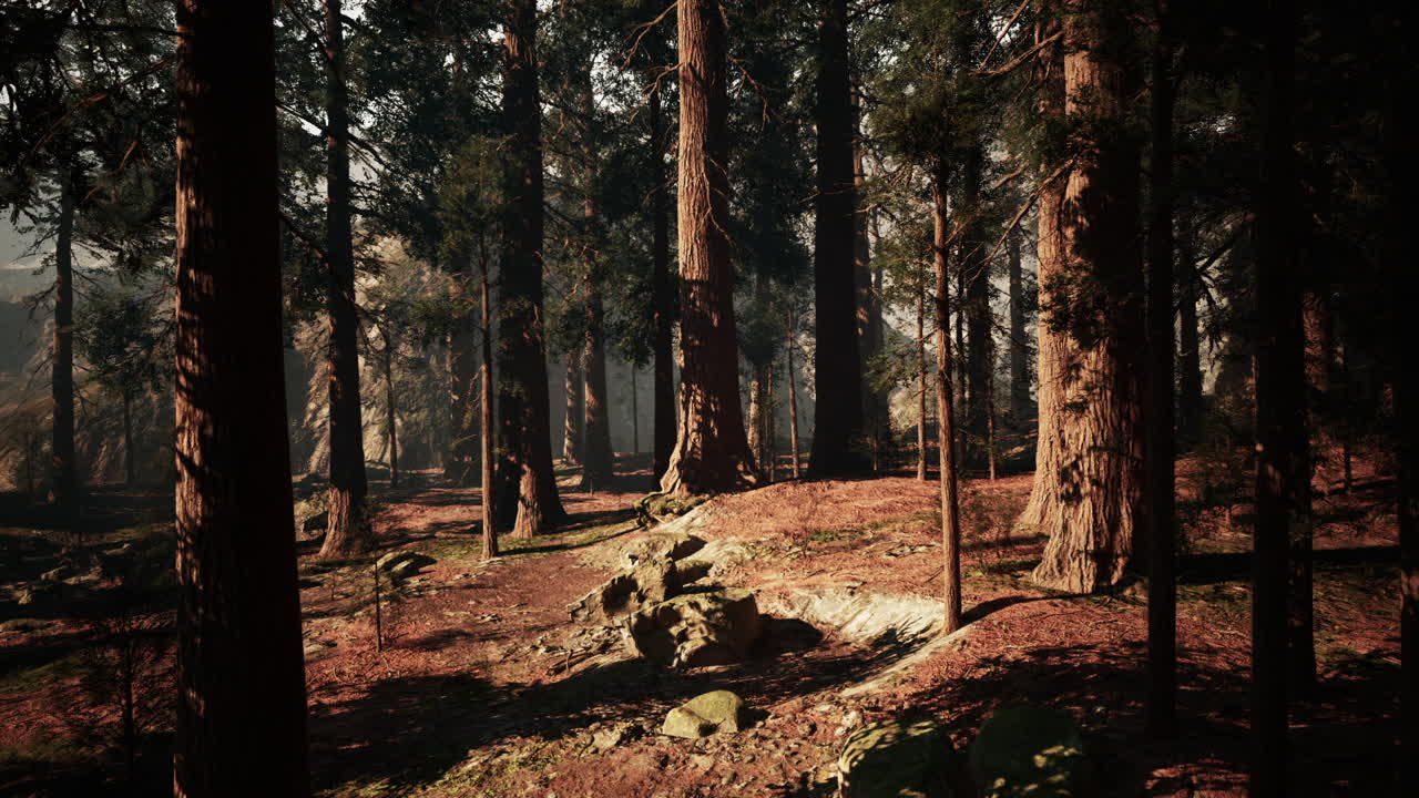 Maestosa foresta di sequoie con la luce del sole che filtra attraverso alberi secolari