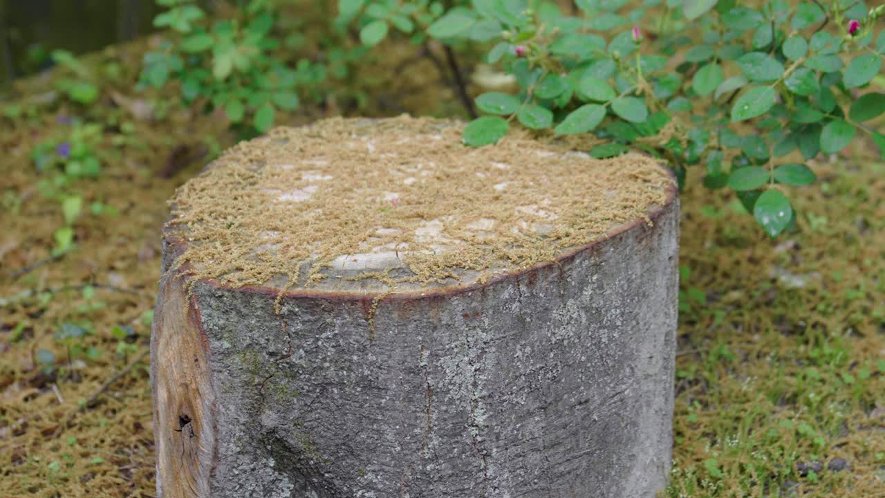 Slow motion shot of a stump in the yard covered in pollen.