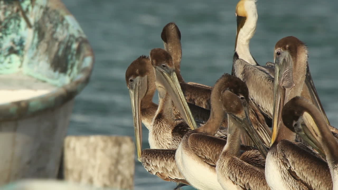 largartos pelicanos 02