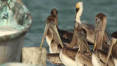 Largartos-Pelicans-02