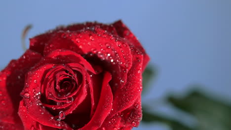 raindrop dripping on a red rose