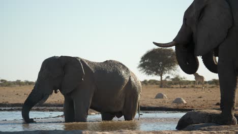 elefante toro parado en el agua se cubre con barro usando trompa