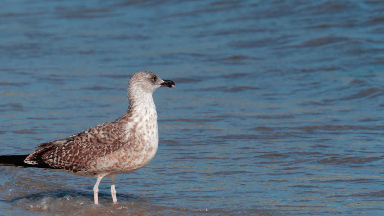 A seagull stands on wet sand as gentle waves roll in, illuminated by warm sunlight