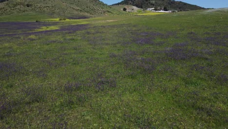 drone footage flying over green grass with purple and yellow flowers in the field