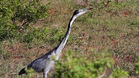 Black-headed-heron-walks-and-bobs-its-head-in-Addo-Elephant-National-Park-in-South-Africa
