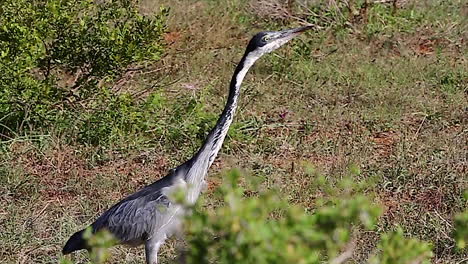 black-headed heron walks and bobs its head in addo elephant national park in south africa