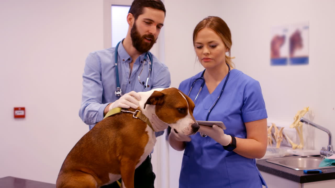 Veterinário examinando o cachorro