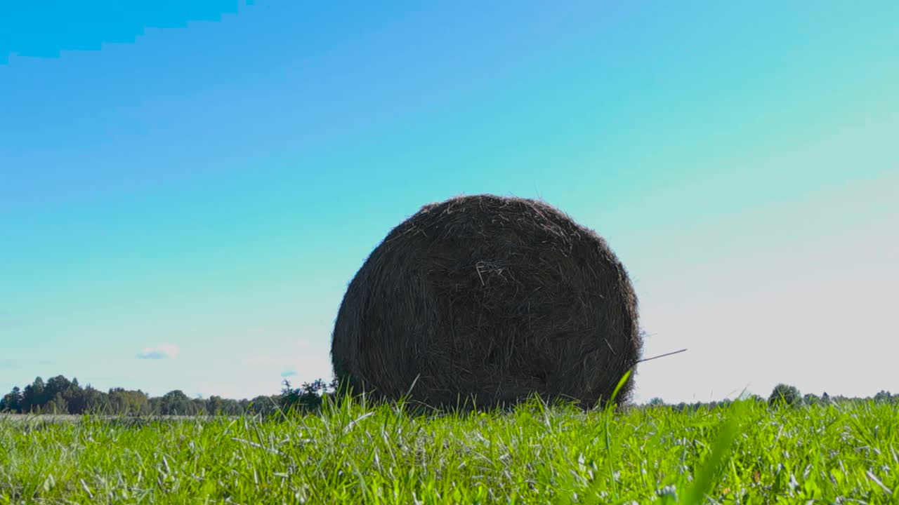 Hay bale roll in a farm field landscape during summer time while sun is shining filmed from the ground and in focus. Green grass leaves in the foreground out of focus moving by the wind. Blue sky back