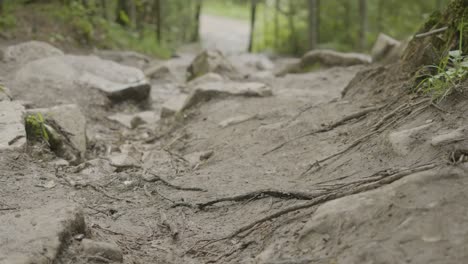 rocky hiking trail in a forest