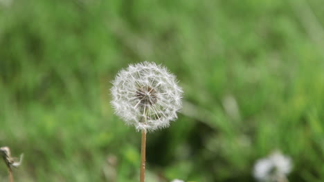 flor de diente de león sola, blanca y madura con cabeza de semilla
