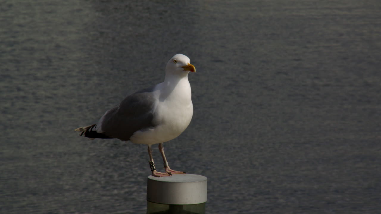 Weitwinkelaufnahme einer Möwe, die auf einem Pfahl im Hafen von Oslo ruht und krächzt.