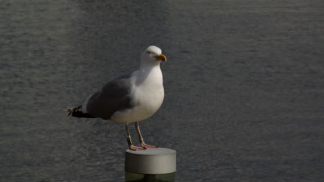 a wide shot of a ring seagull resting on a post and squawking at oslo harbour