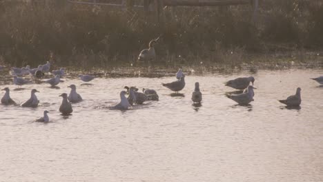 los patos nadan en el estanque