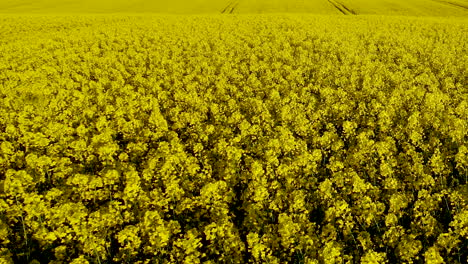 aerial slow speed flying over yellow canola fields flowering in july, kadra poland