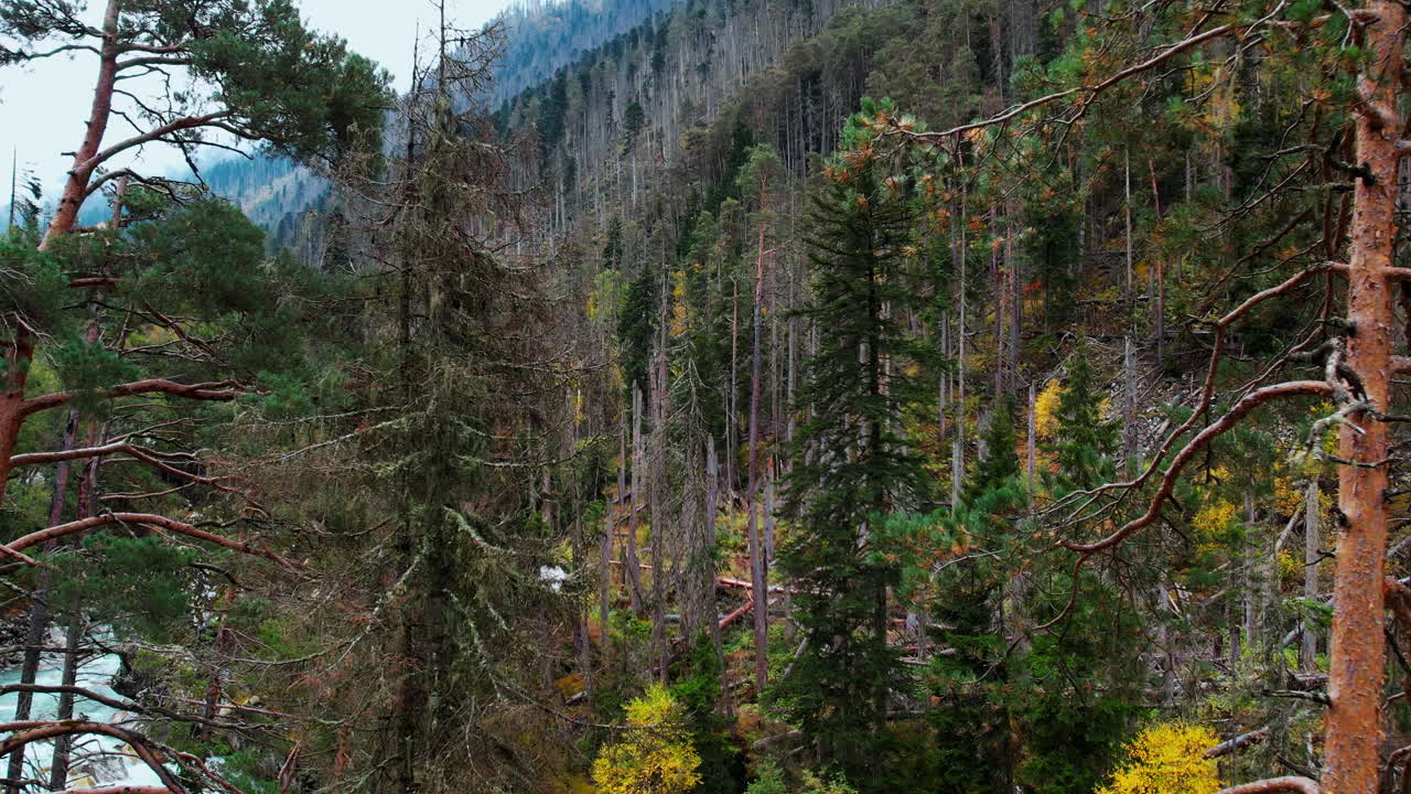 Damaged Forest in Mountain Range