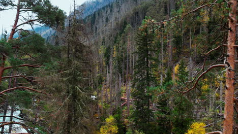 damaged forest in mountain range
