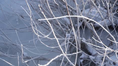 Gefrorene-Büsche,-Die-Mit-Schnee-Bedeckt-Sind-1