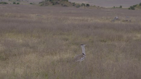 un pájaro salvaje en una reserva de caza