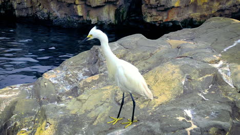 snowy egret standing by the water