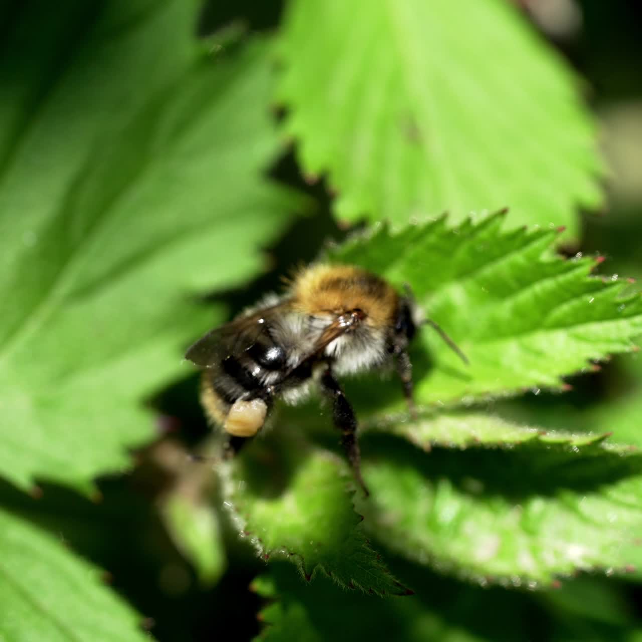 Large bumblebee climbing out of green leaves and flying away. Macro bee view in the wild.