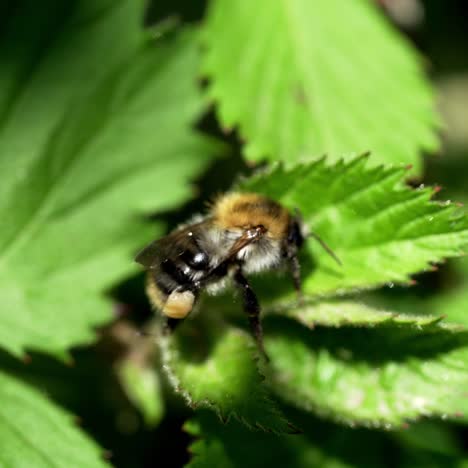 large bumblebee climbing out of green leaves and flying away. macro bee view in the wild.