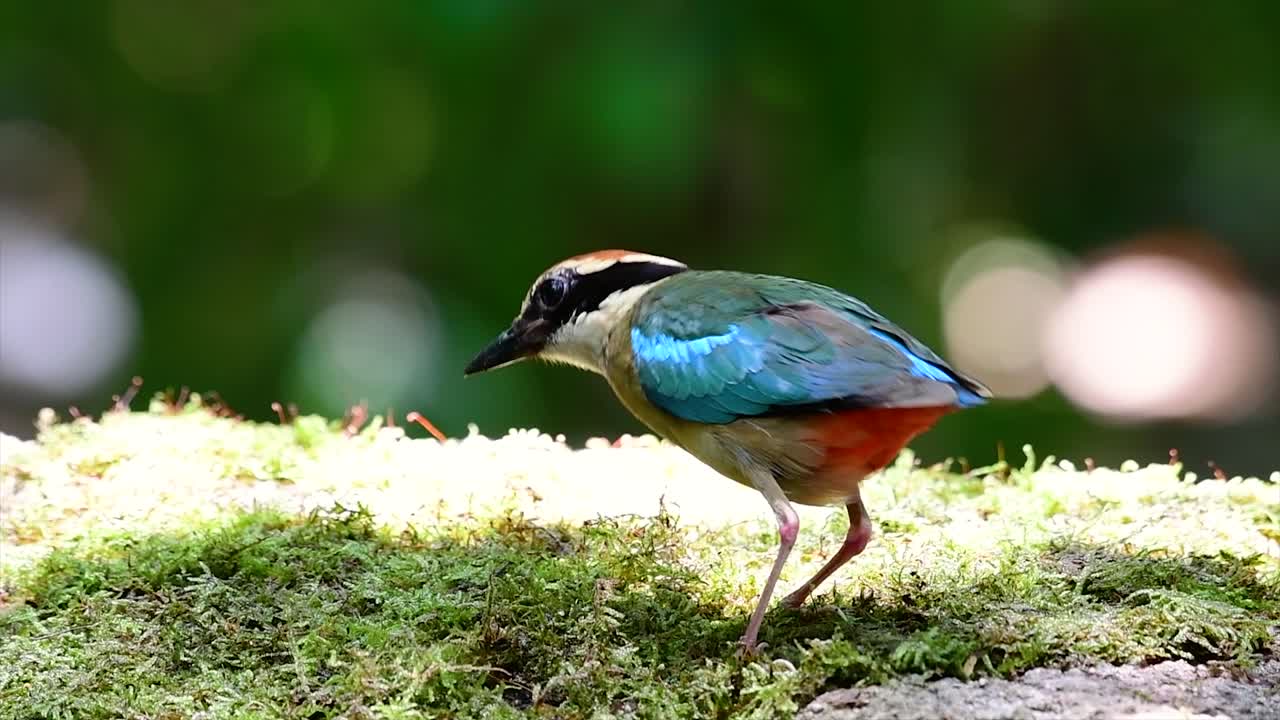 uno de los pittas más buscados y catalogado como una especie vulnerable