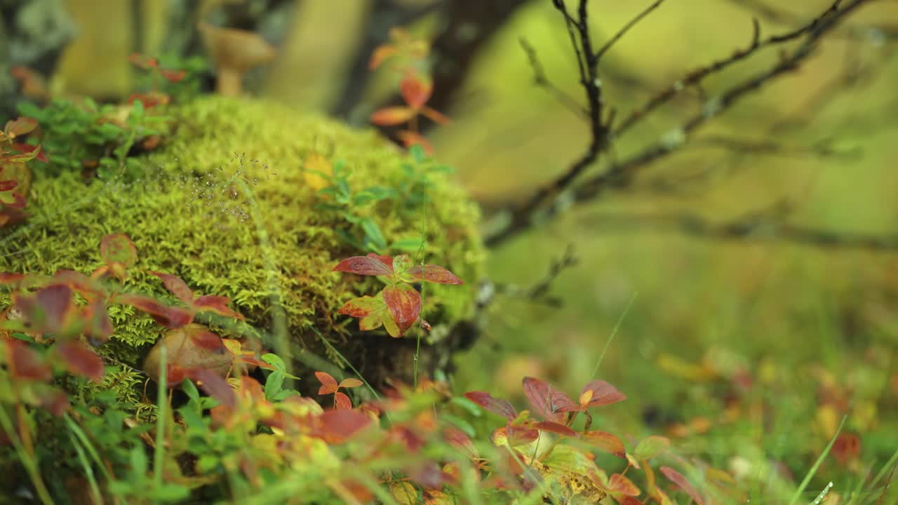 Soft moss, grass and brightly colored blueberry shrubs in the autumn undergrowth in Norwegian tundra