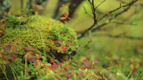 soft moss, grass and brightly colored blueberry shrubs in the autumn undergrowth in norwegian tundra