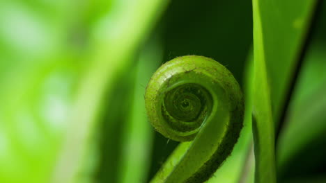 birds nest fern opening, camera follow spiral up plant