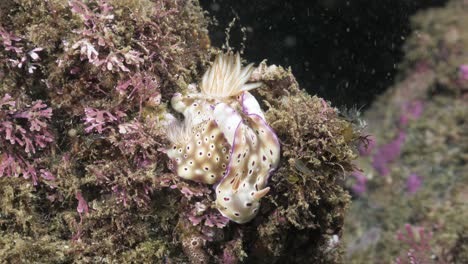 Unique-underwater-footage-of-a-pair-of-colourful-and-decorative-Nudibranchs-mating-on-a-soft-coral-reef