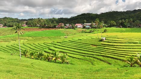 cadapdapan rice terraces in bohol, philippines, display neat green steps of cultivated fields bordered by palms and huts, with a village nestled in the background beneath a cloudy tropical sky