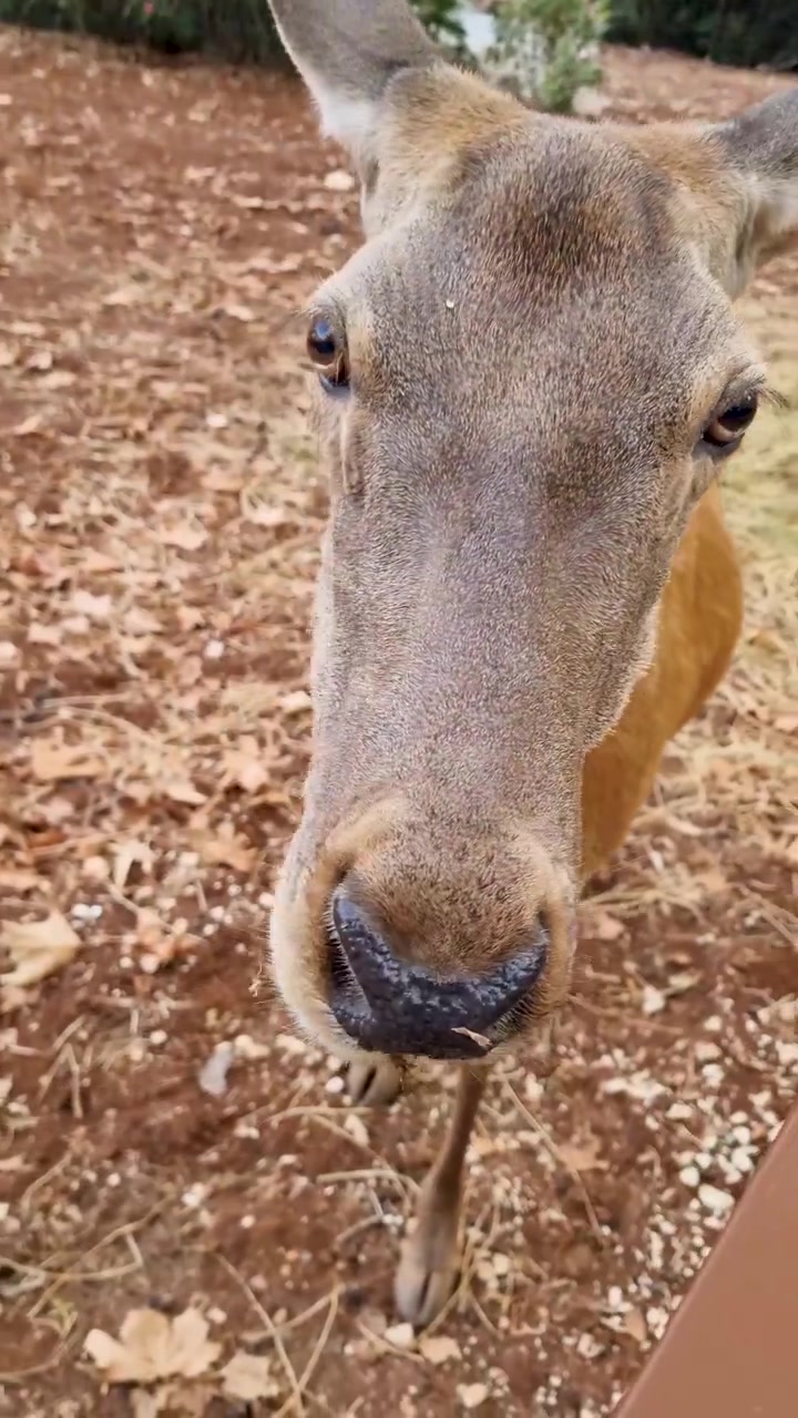 Un simpatico cervo marrone che mangia frutta dalla mano nel villaggio di Agioi Douloi, Corfù, Grecia - Ritratto ravvicinato di una cerva che mastica cibo in una fattoria santuario della fauna selvatica, interazione amichevole con gli animali.