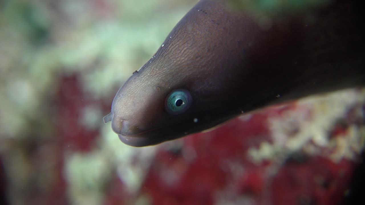 anguila moray de ojos blancos súper cerca frente a la cámara en el arrecife de coral