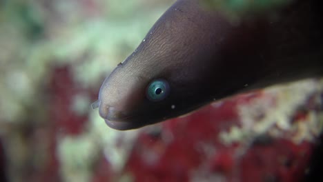 Anguila-Moray-De-Ojos-Blancos-Súper-Cerca-Frente-A-La-Cámara-En-El-Arrecife-De-Coral