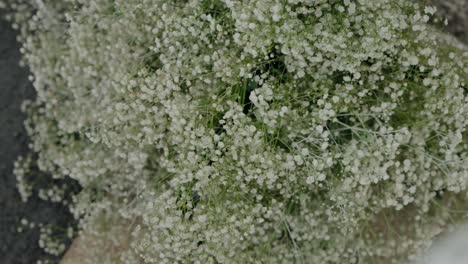 close up of a lush bouquet of baby's breath flowers, showcasing their soft white blossoms and delicate appearance