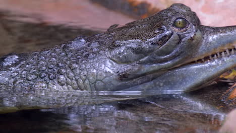 an indian gharial slowly going up the riverbank - close up shot
