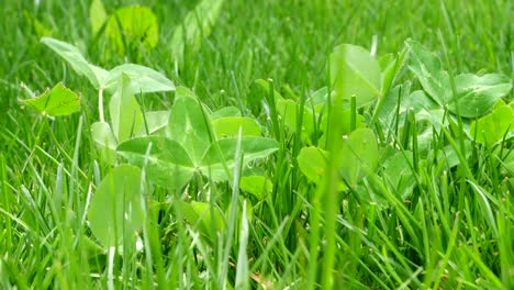 a mix of clover blowing in the breeze in the lawn