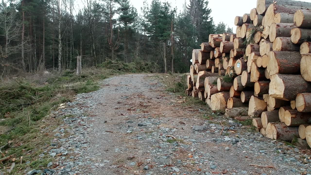 A pile of trees lined up nearby a gravelled in the Swedish forest. Rainy springtime