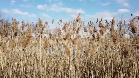 weeds blowing in the wind