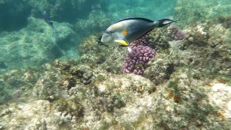 Underwater-Shot-of-Surgeon-Fish