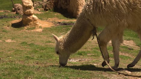 Cute-and-hairy-white-Alpaca-eats-grass-in-the-peruvian-Andes-next-to-Cusco