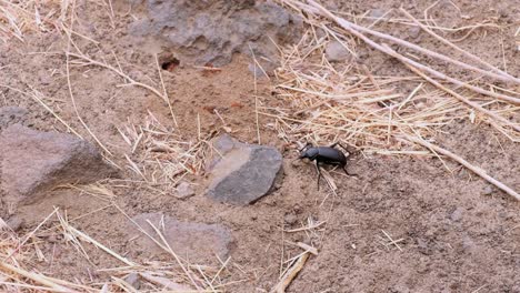 Insecto-Escarabajo-Picado-Por-Una-Hormiga-Roja-Cae-Sobre-Un-Hormiguero-Y-Luego-Se-Recupera