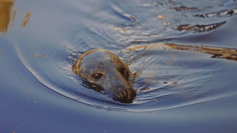 close-up of common seal face, above water surface, swimming, in slowmotion