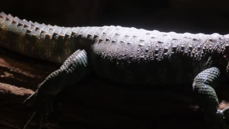 a colorful lizard comfortably resting on a log in soft dim light in its surroundings a vibrant lizard with distinctive colors resting peacefully on a wooden log in a shadowy environment