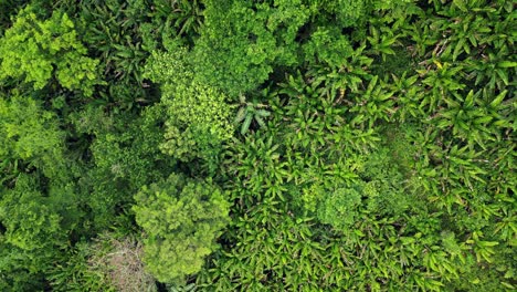 Top-down-aerial-view-of-idyllic,-lush-jungle-with-palm-trees-and-abaca-plantations-in-Baras,-Catanduanes