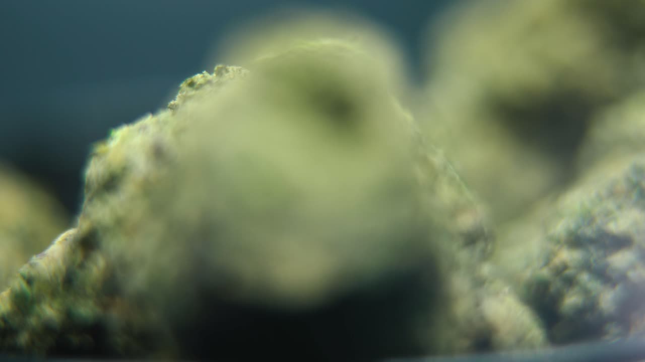 macro video giratorio de una planta de cannabis, cepas híbridas, sativa crujiente, flor de marihuana, video 4k, iluminación de estudio, borrón mágico, movimiento suave