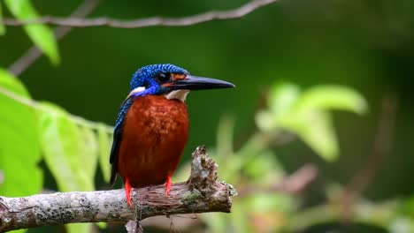 藍耳金魚 (blue-eared kingfisher) 是泰國的一種小金魚,因其可愛的藍耳而受到鳥類攝影師的歡迎,