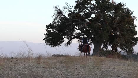 Cowboy-rides-his-horse-past-a-200-year-old-oak-tree-that-is-spreading-its-limbs