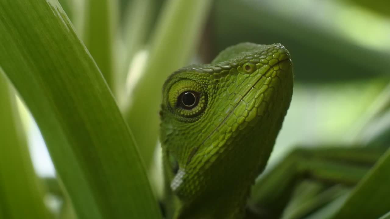 голова зеленого хамелеона hd видео. крупный план хамелеона